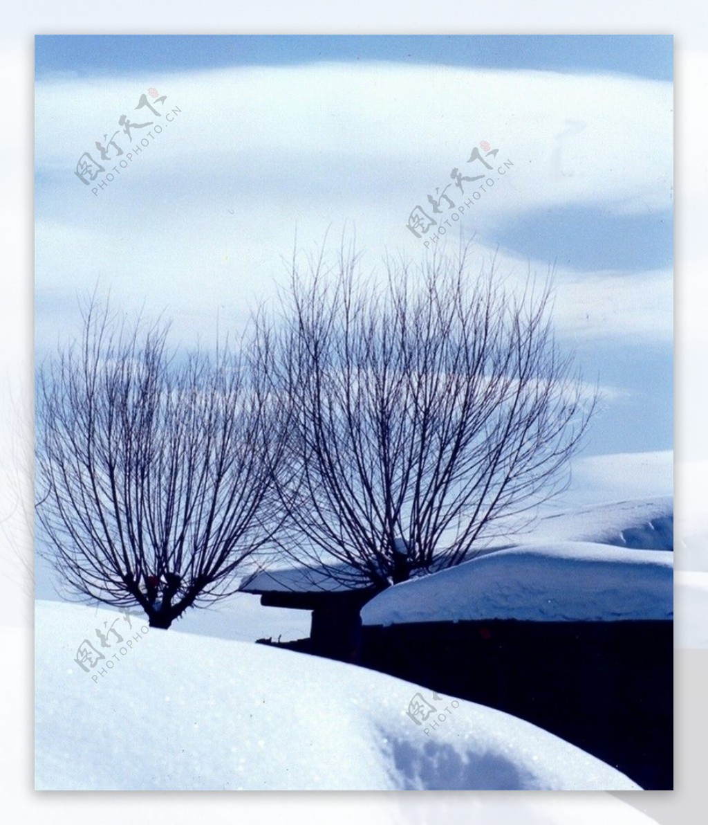 雪景树枝图片