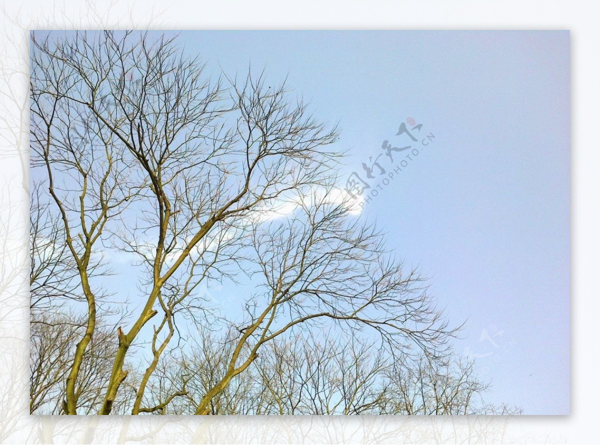 朝向天空的树枝图片