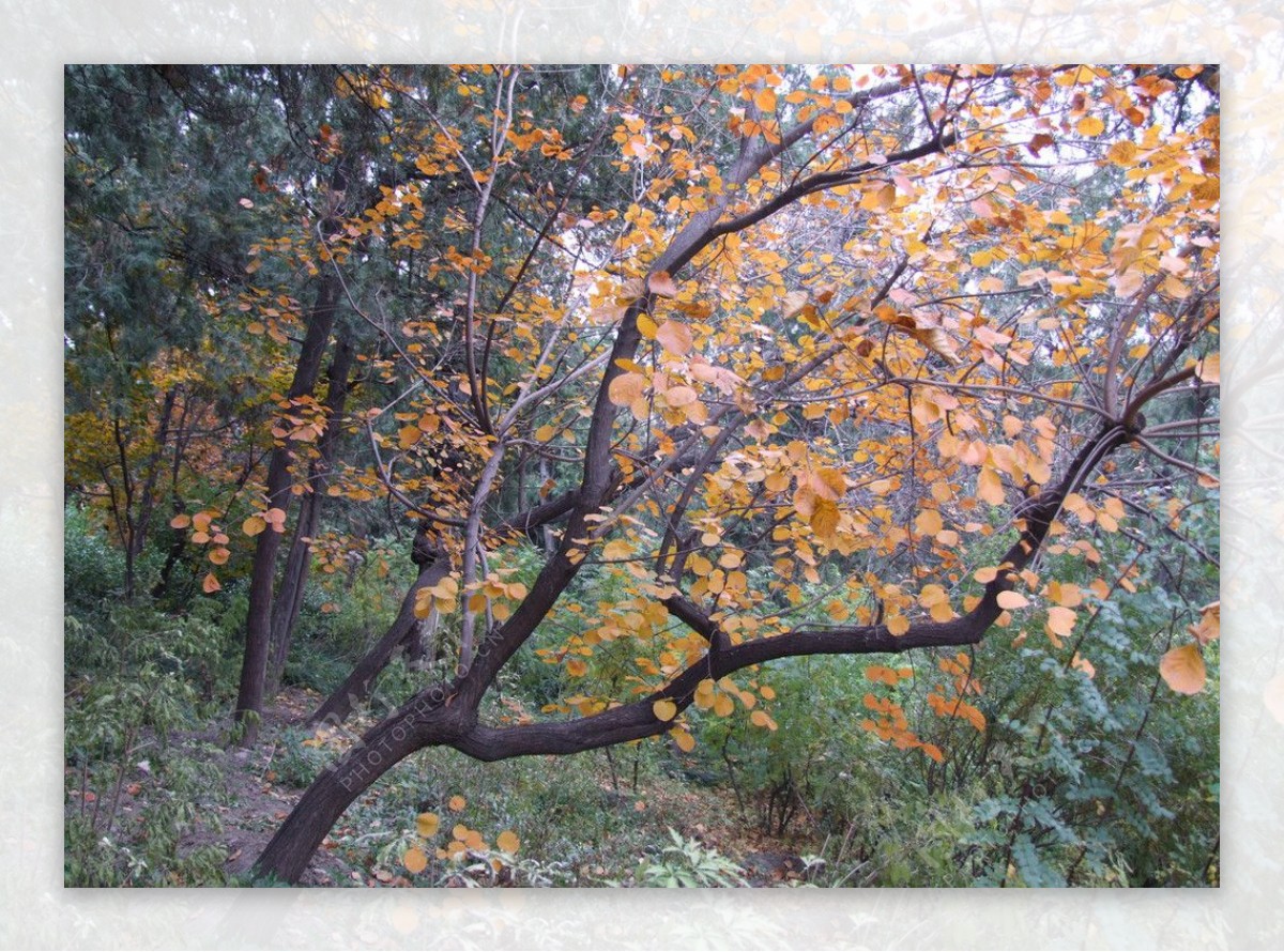 北京景山公园的树图片