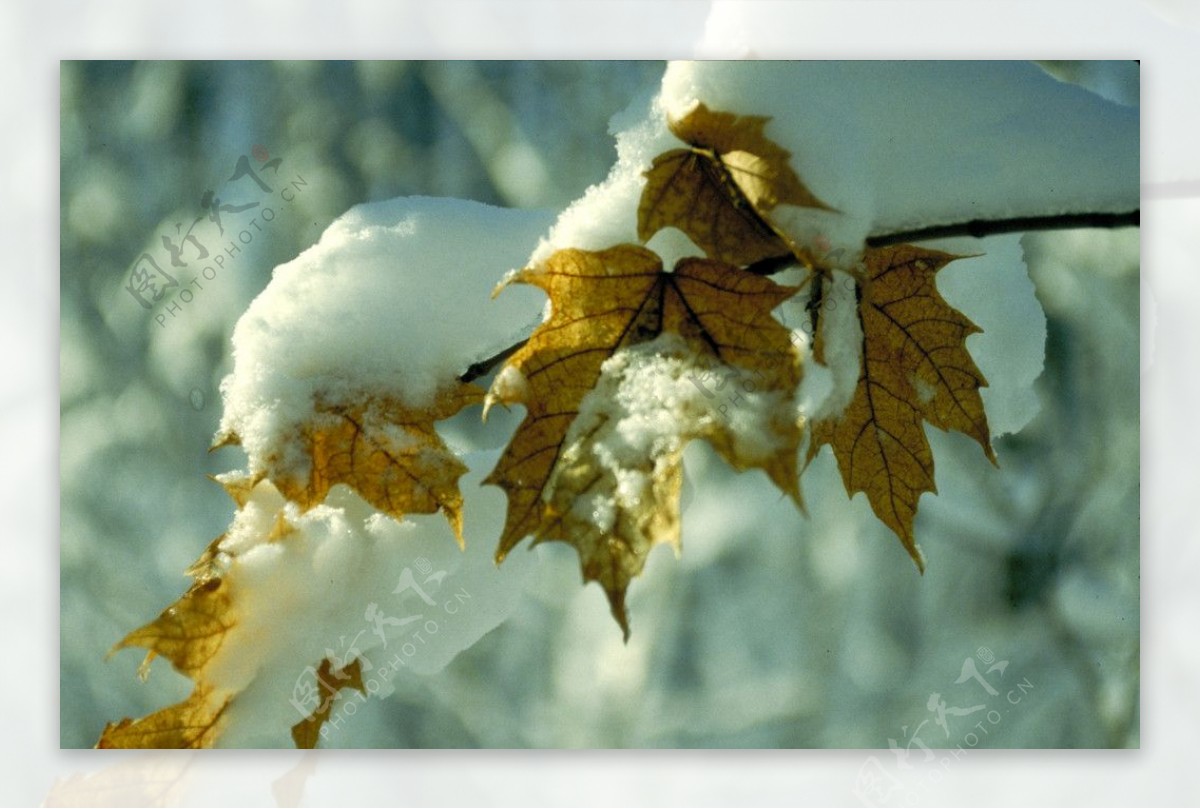 树叶上的积雪图片