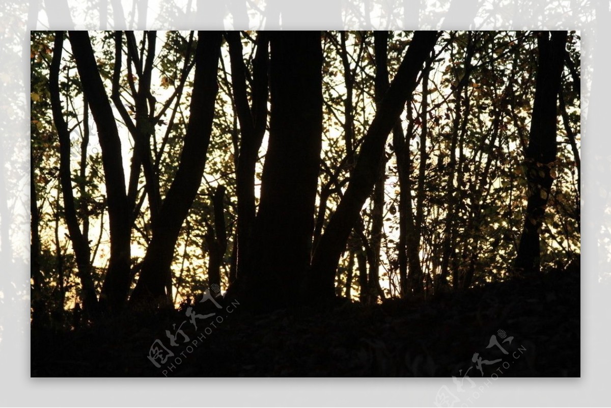 黑树林图片