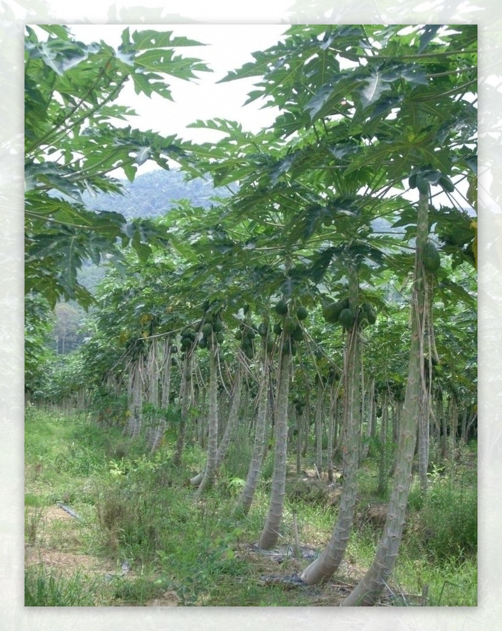 番木瓜果树图片