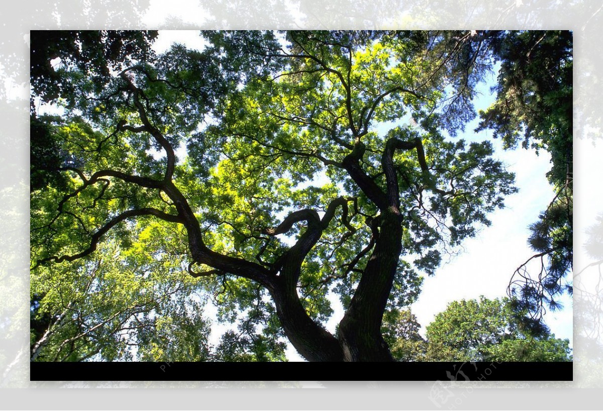 自然写真森林树木遮蔽遮天大树图片