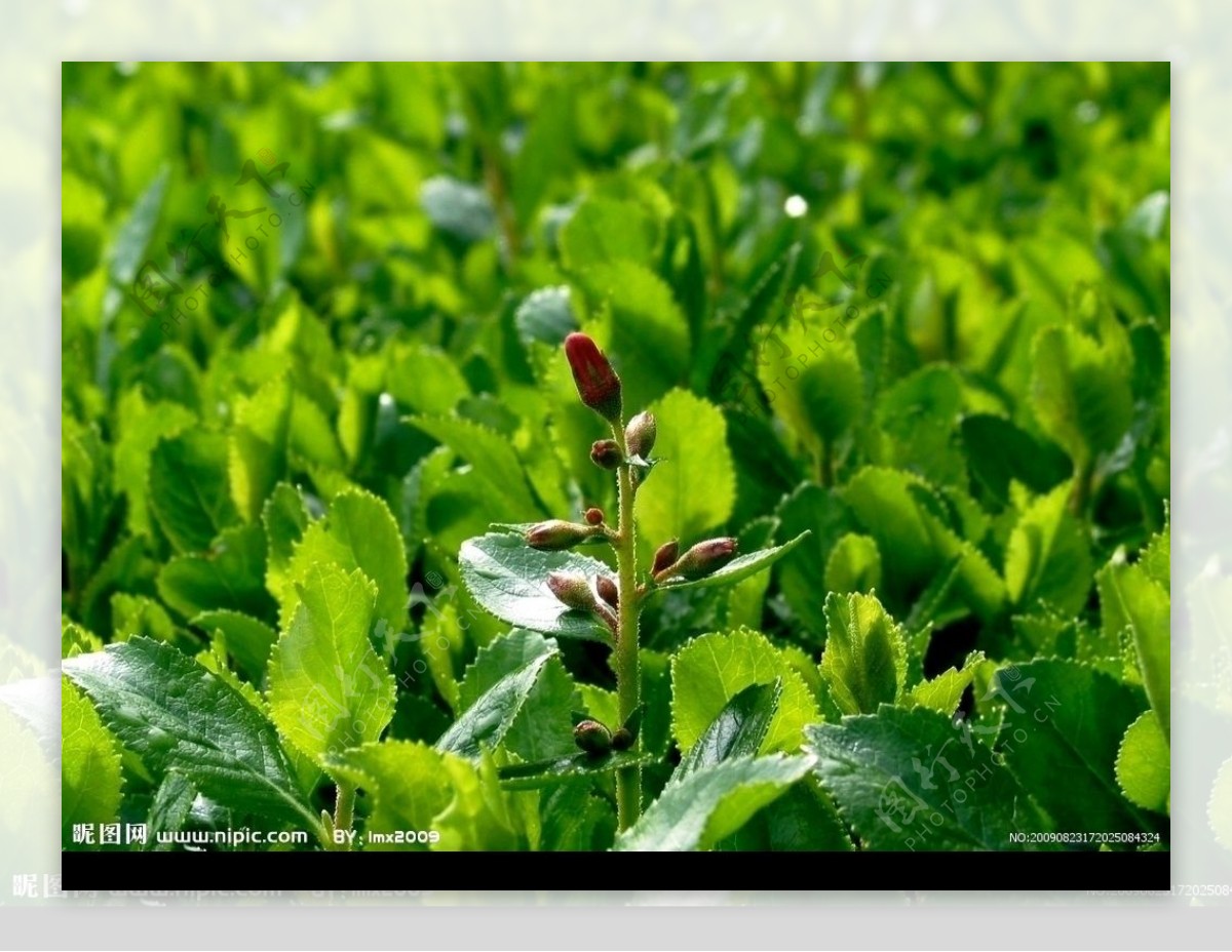 植物花卉特写图片