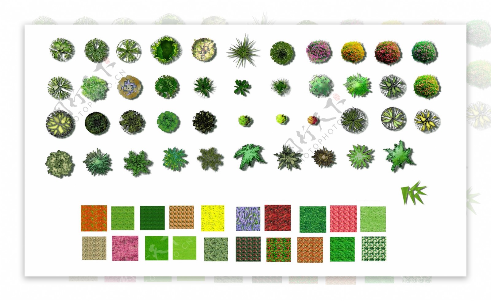 彩色植物平面图图片