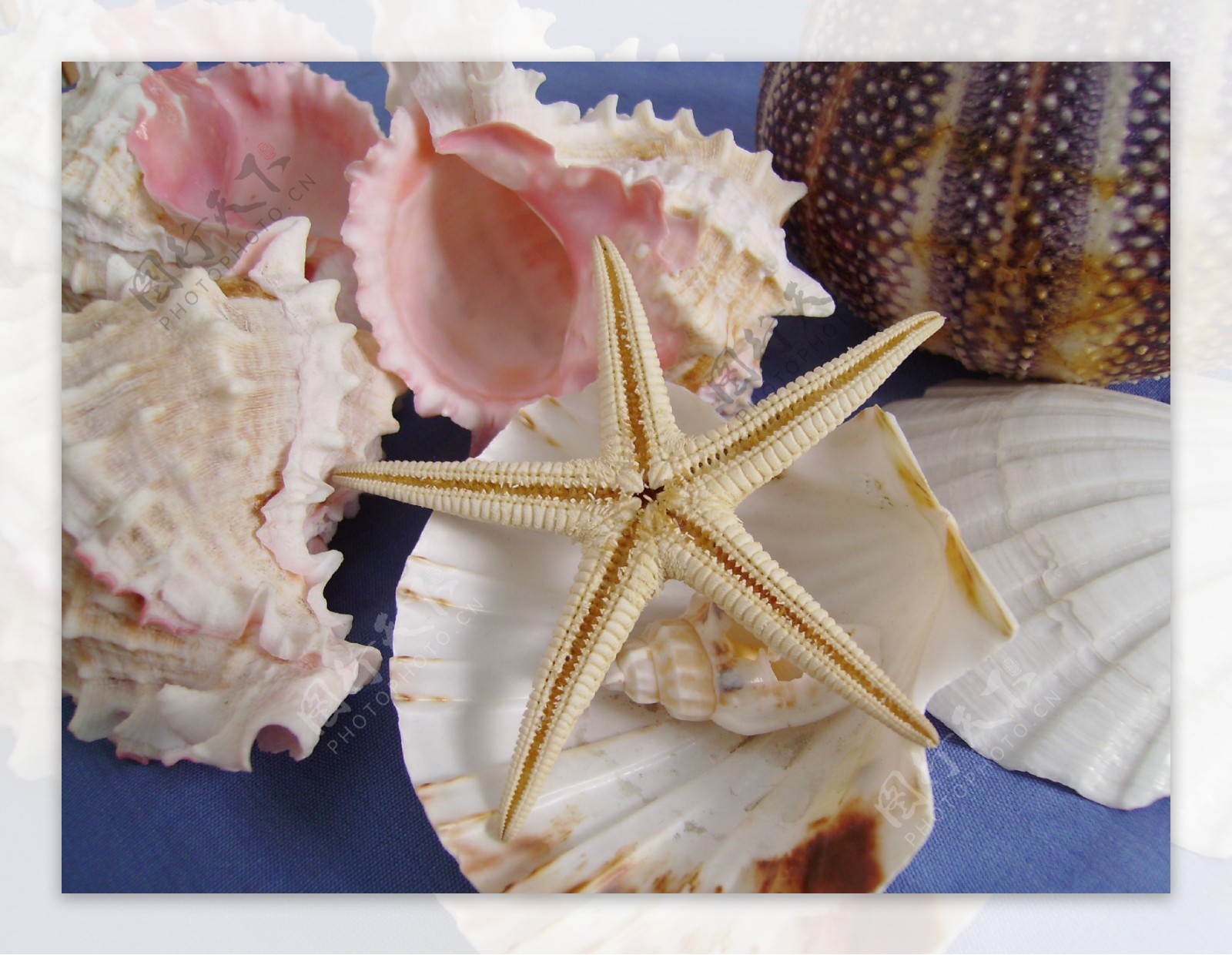 贝壳类图片