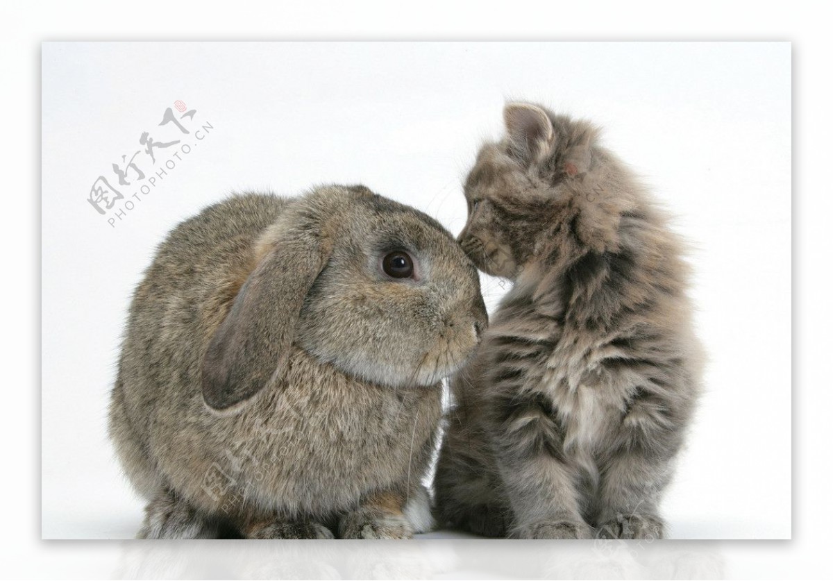 两只白色猫和兔子 库存图片. 图片 包括有 国内, 眼睛, 橙色, 兔宝宝, 农场, 下来, 逗人喜爱 - 131852569