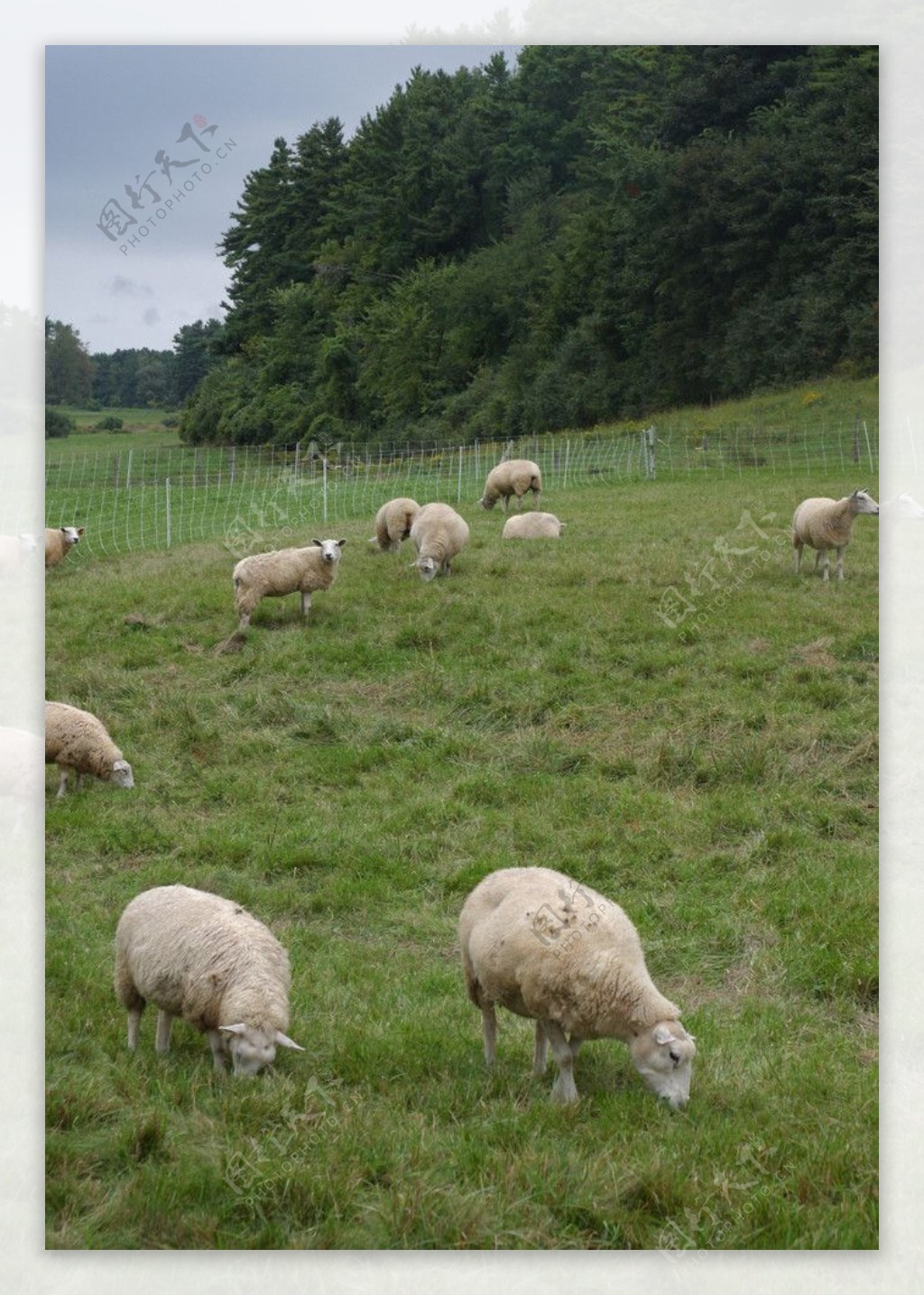 草原上的羊群图片