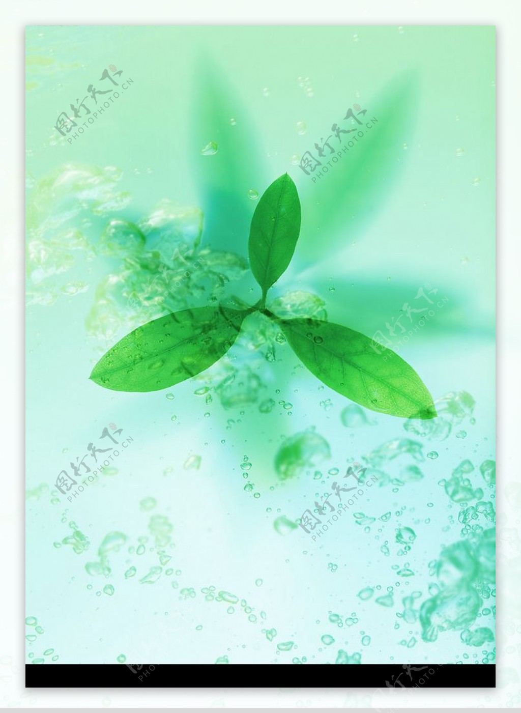 绿色绿叶水滴水波波纹水纹图片