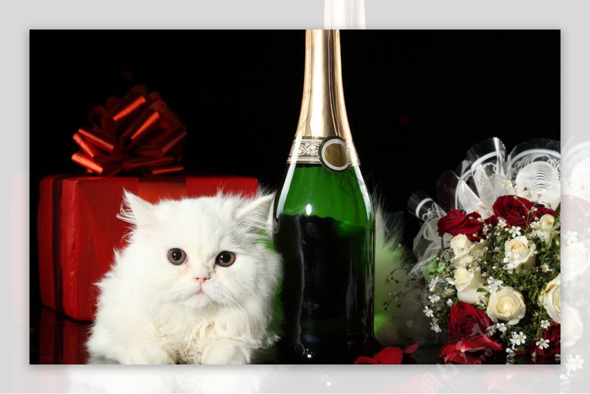 猫香槟葡萄酒图片