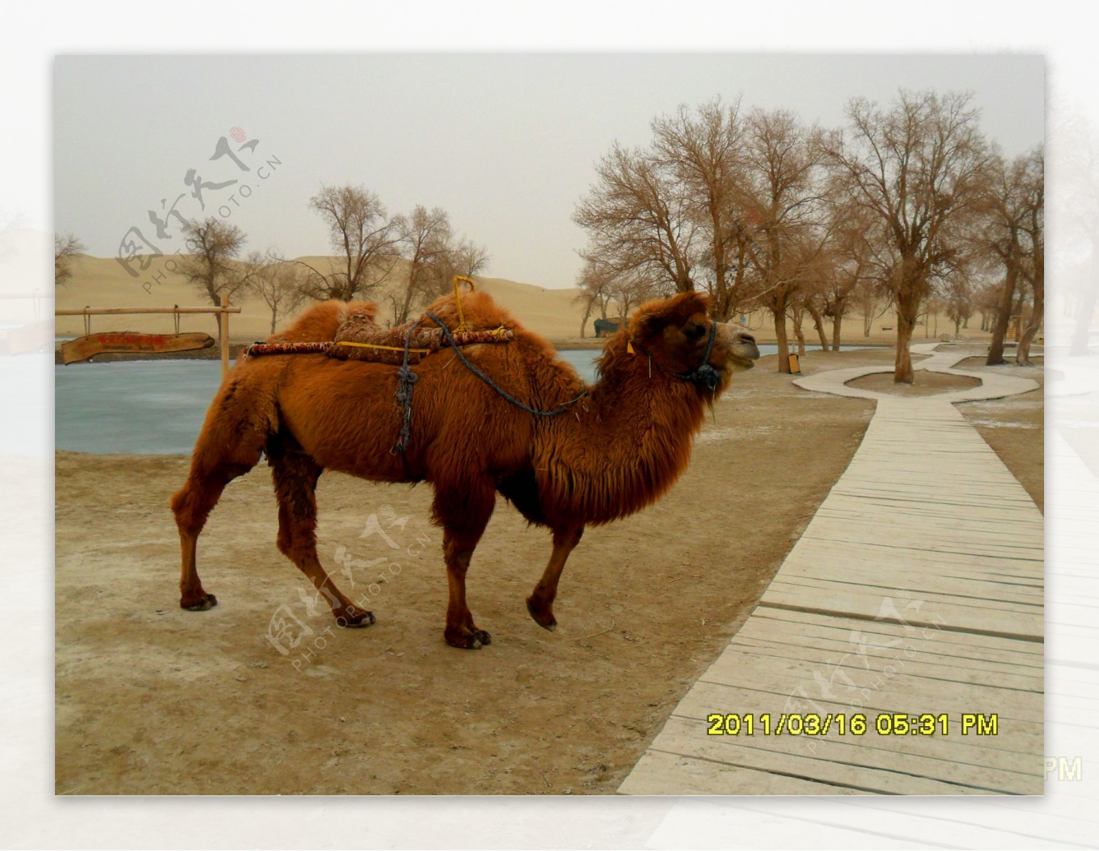 行走的骆驼和胡杨图片