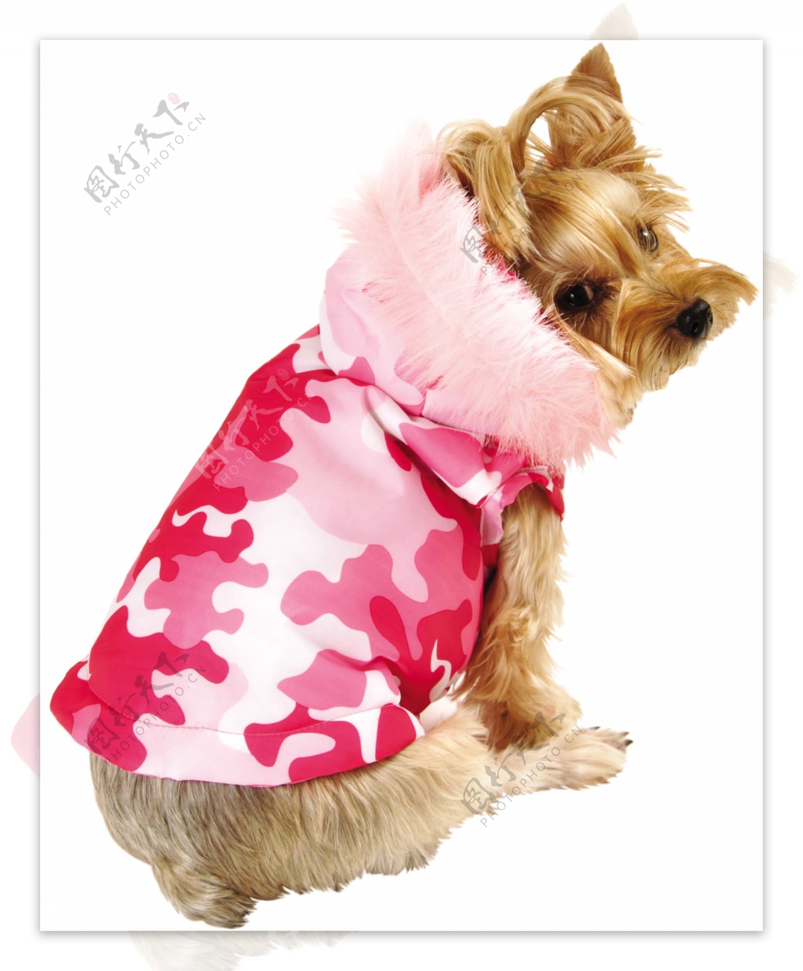 粉红色拼图带羽毛帽子夹克的小狗图片