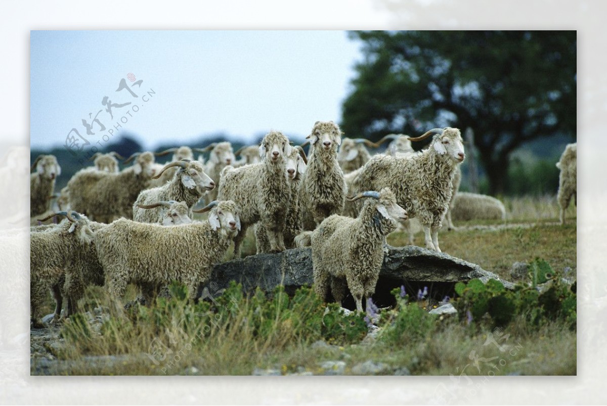羊群图片素材-编号08228132-图行天下
