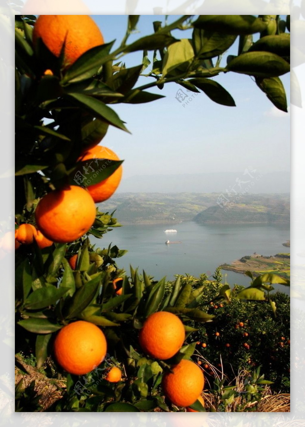 柑橘三峡图片