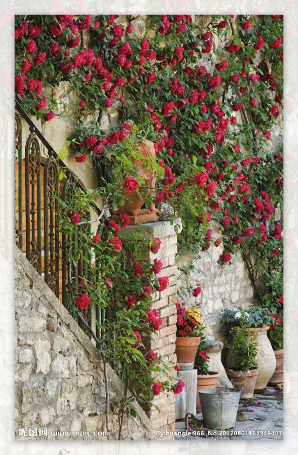 西班牙蔷薇图片
