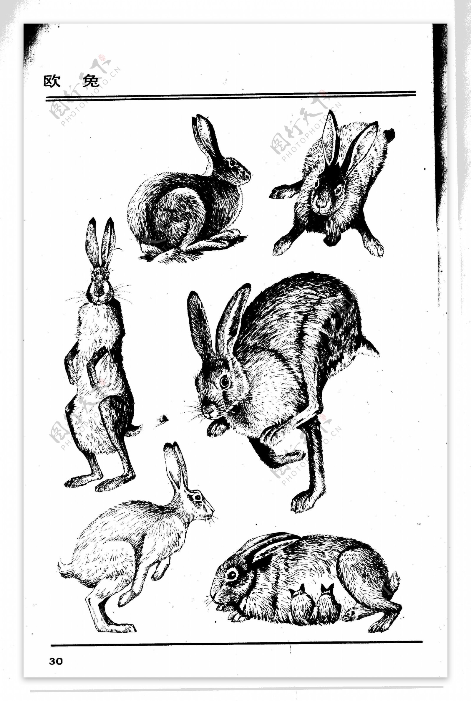 画兽谱30欧兔图片