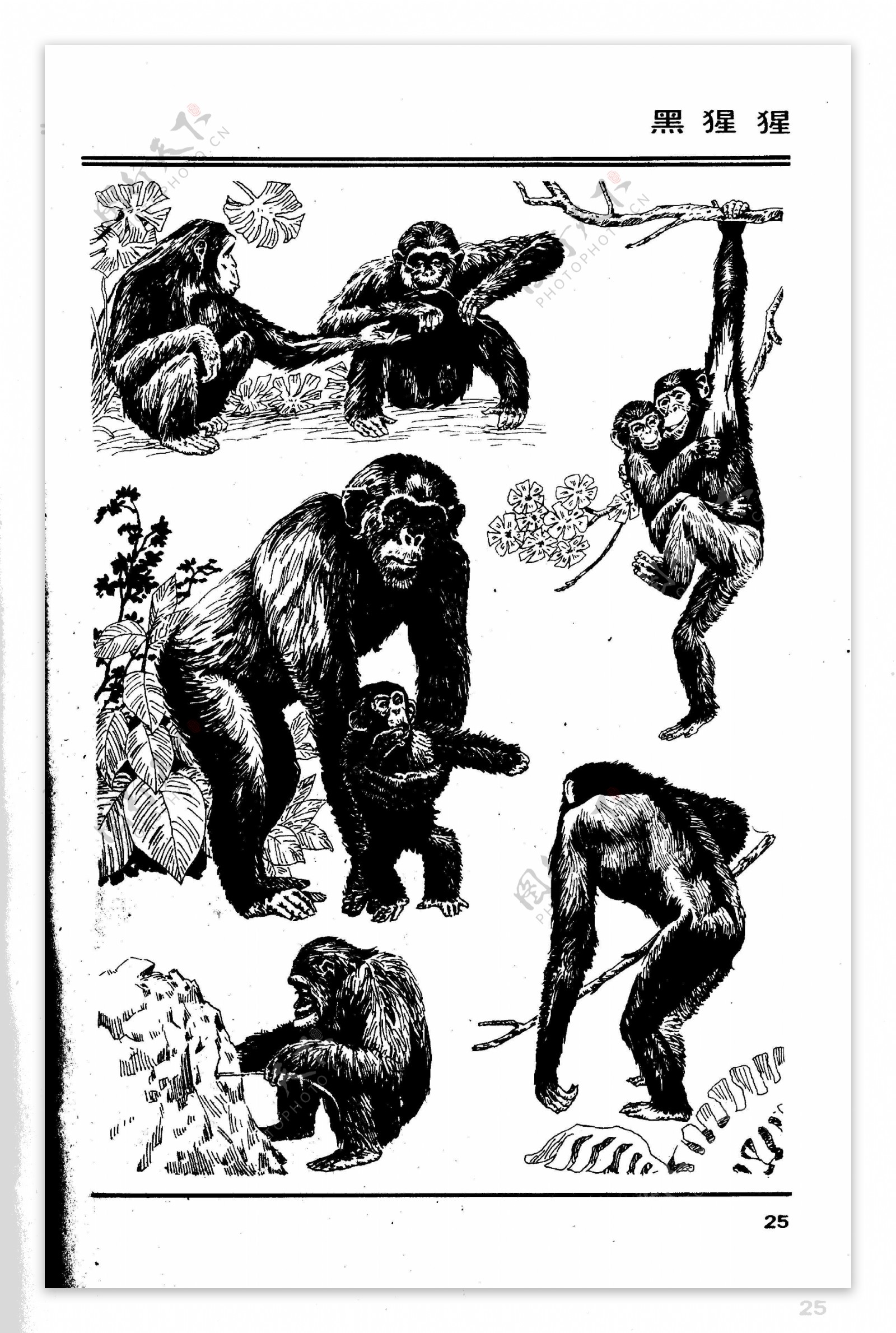 百兽图25黑猩猩图片