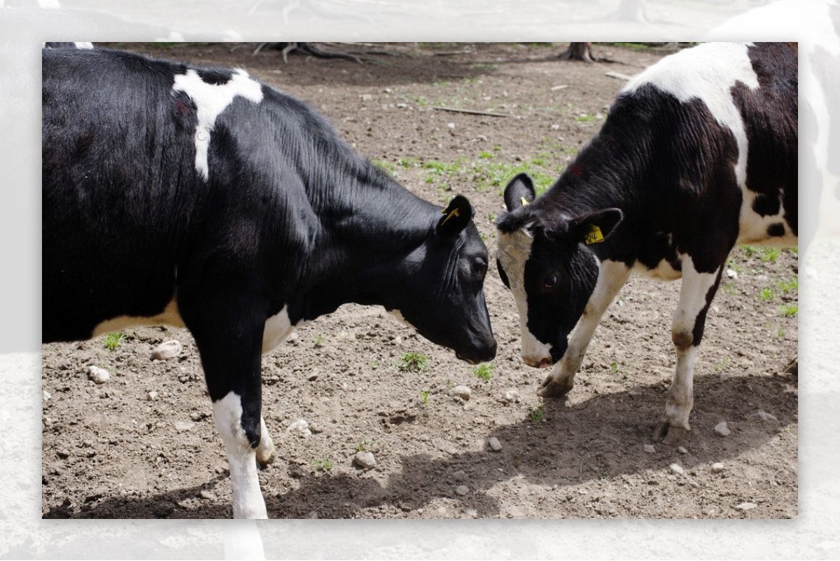 荷兰乳牛的决斗图片