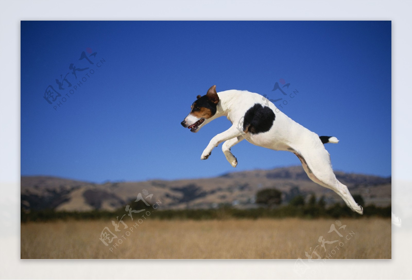 杰克罗素狗跳跃图片