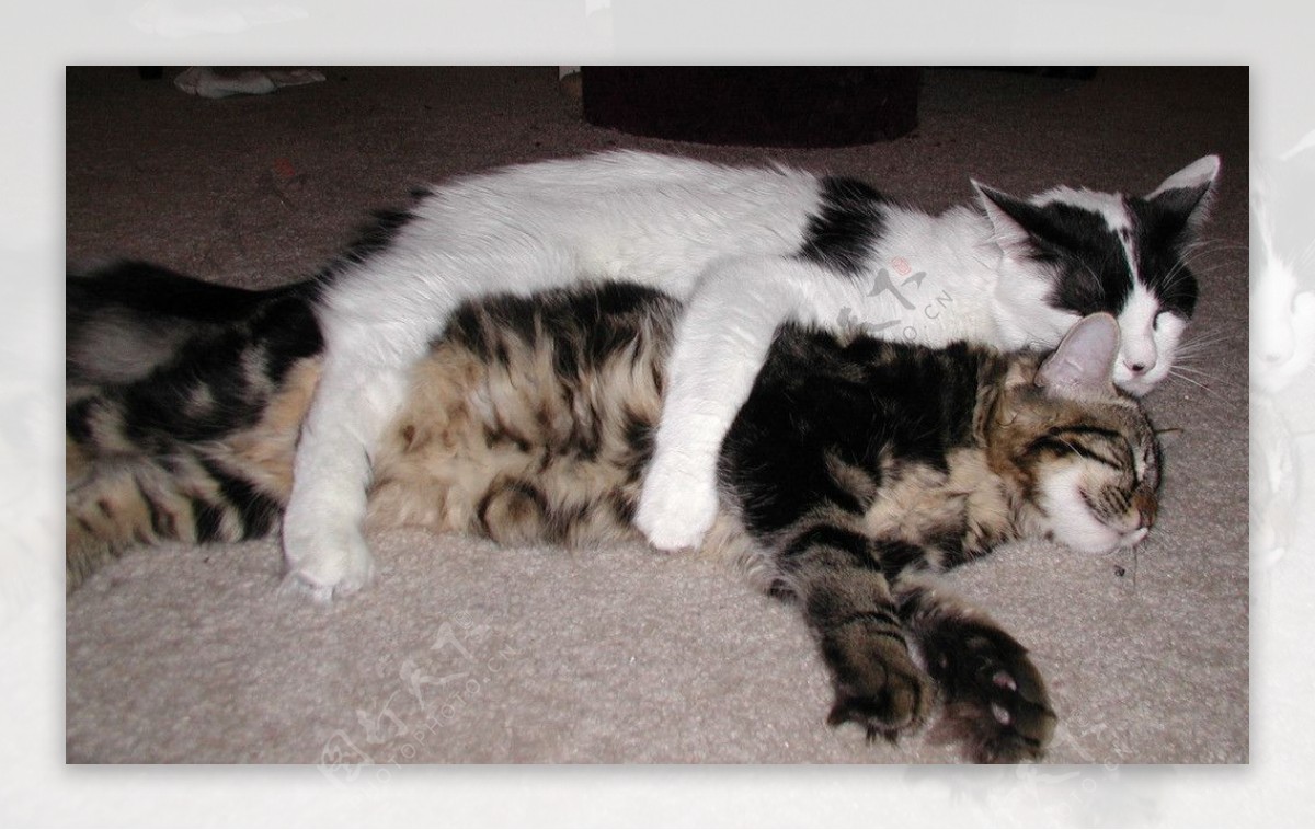 两只睡觉的猫眯图片