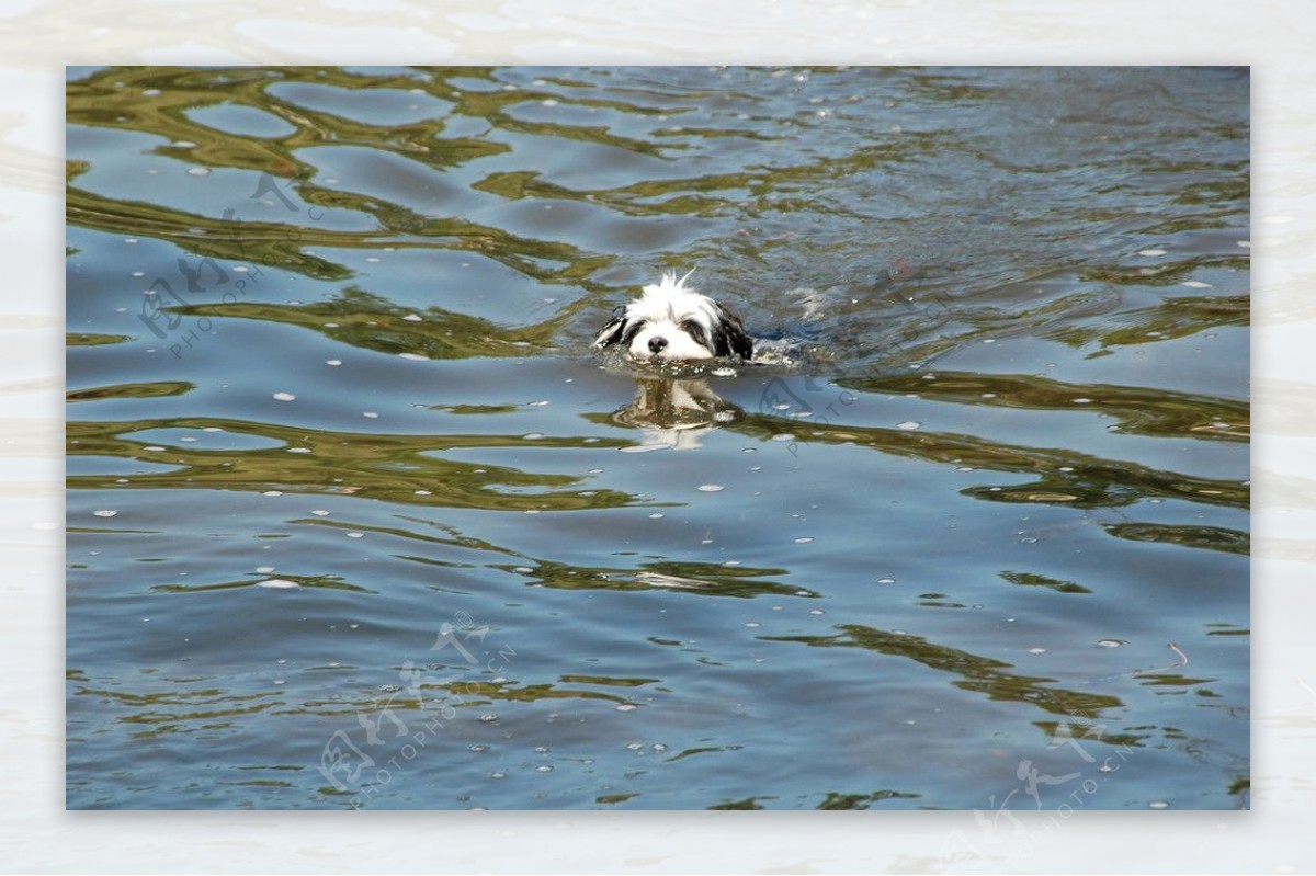 游泳的小狗图片