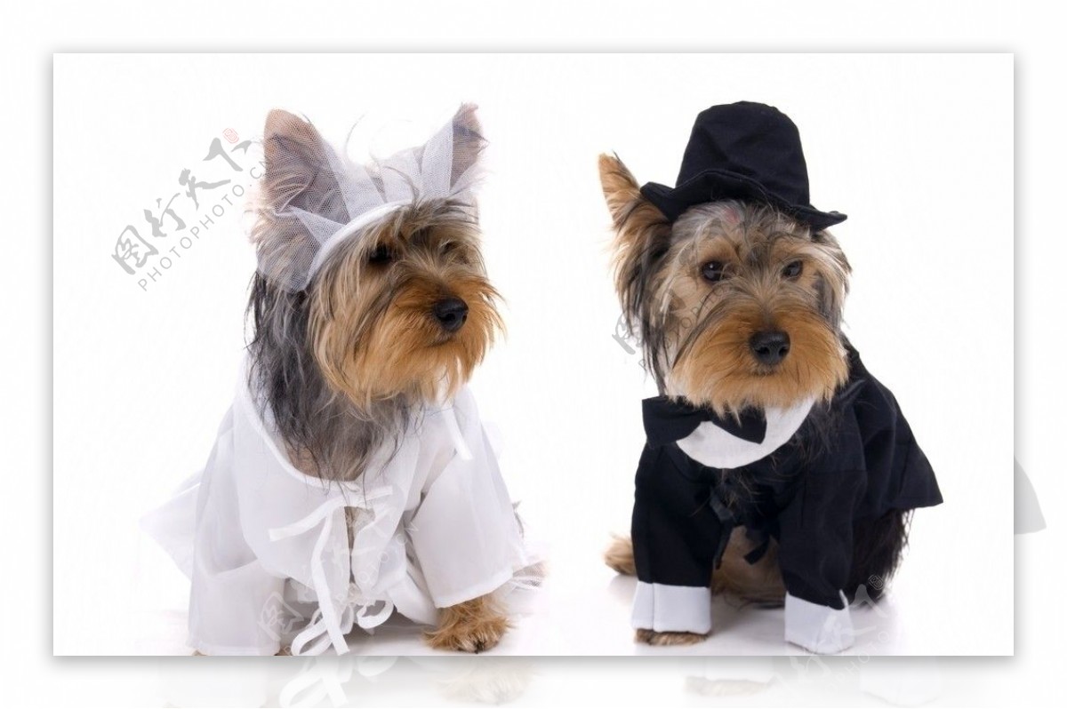 宠物狗婚纱礼服结婚日式图片