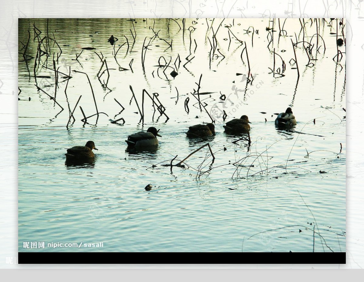 冬日荷塘野鸭图片