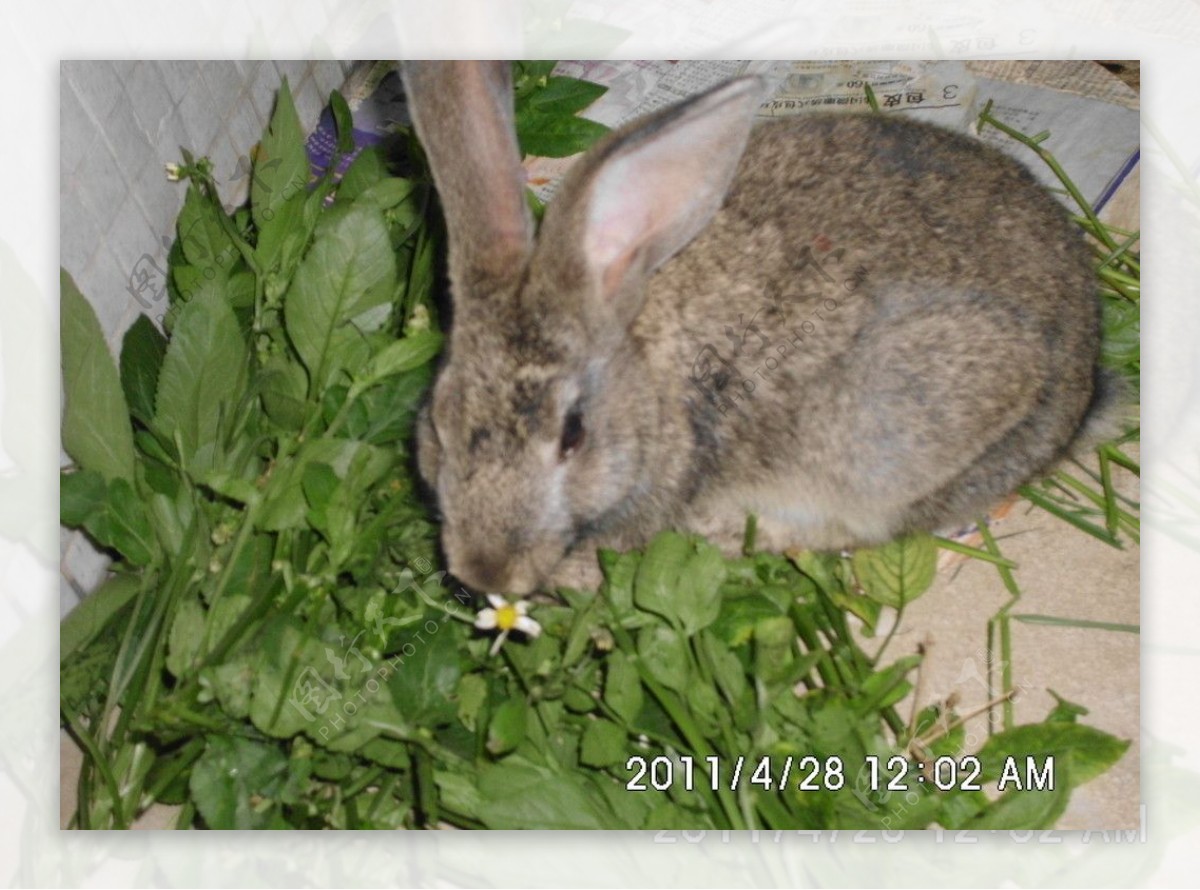 灰兔素材-灰兔图片-灰兔素材图片下载-觅知网