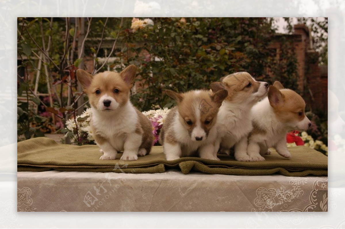 四只小狗图片