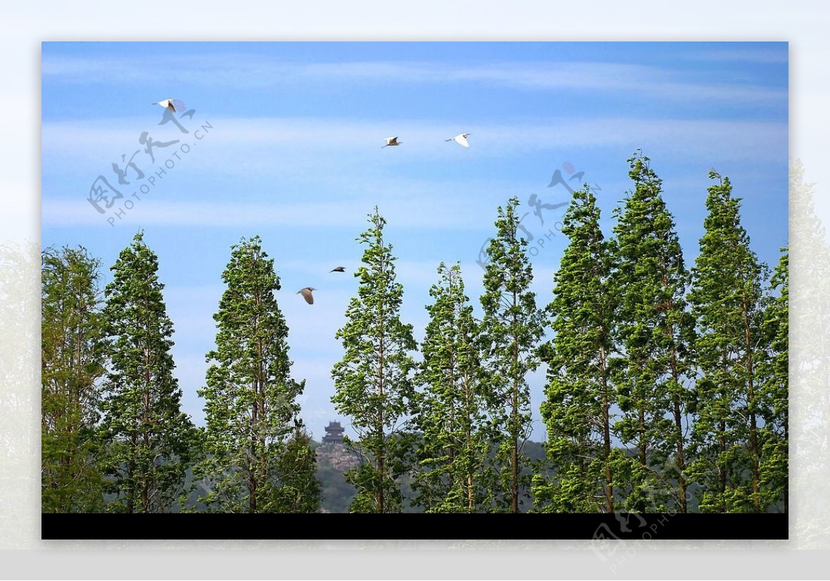 杉林鹭影图片