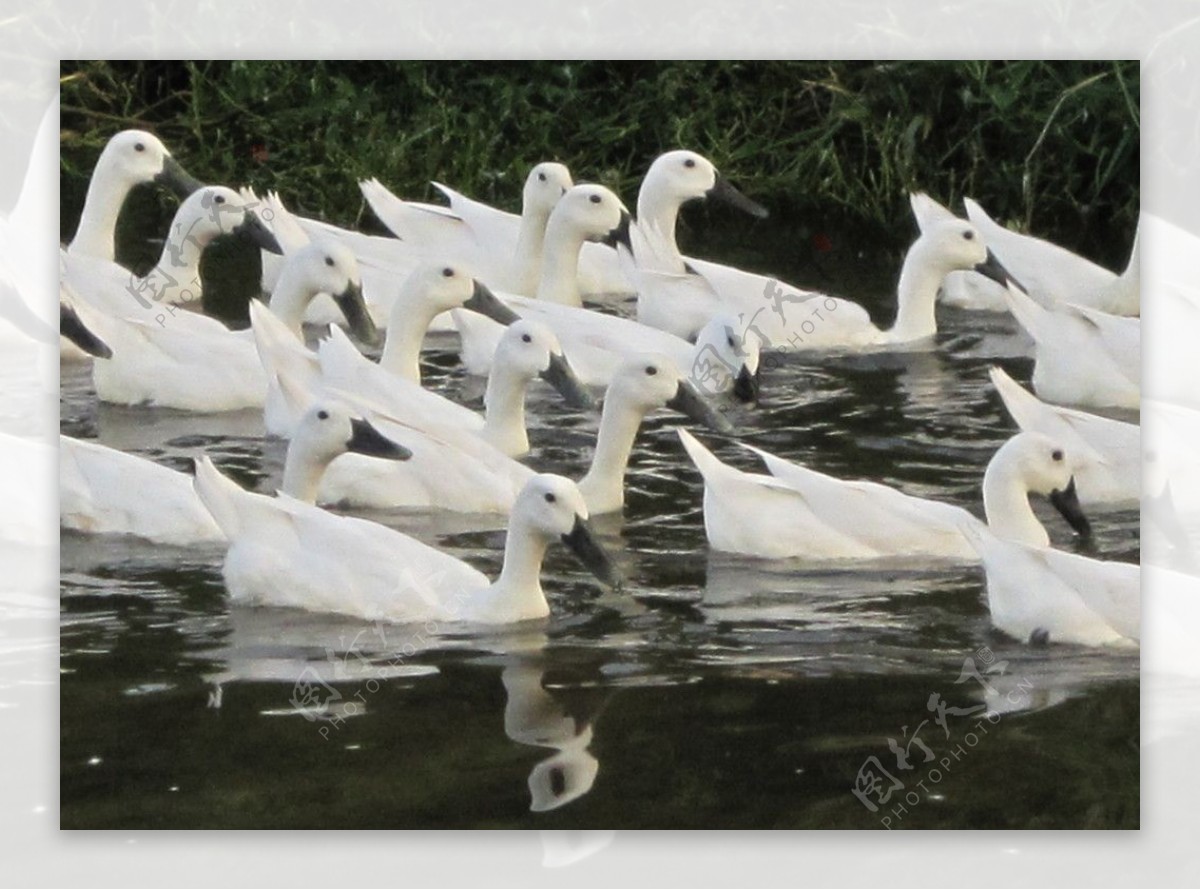 小溪中嬉戏的白鹜鸭群图片