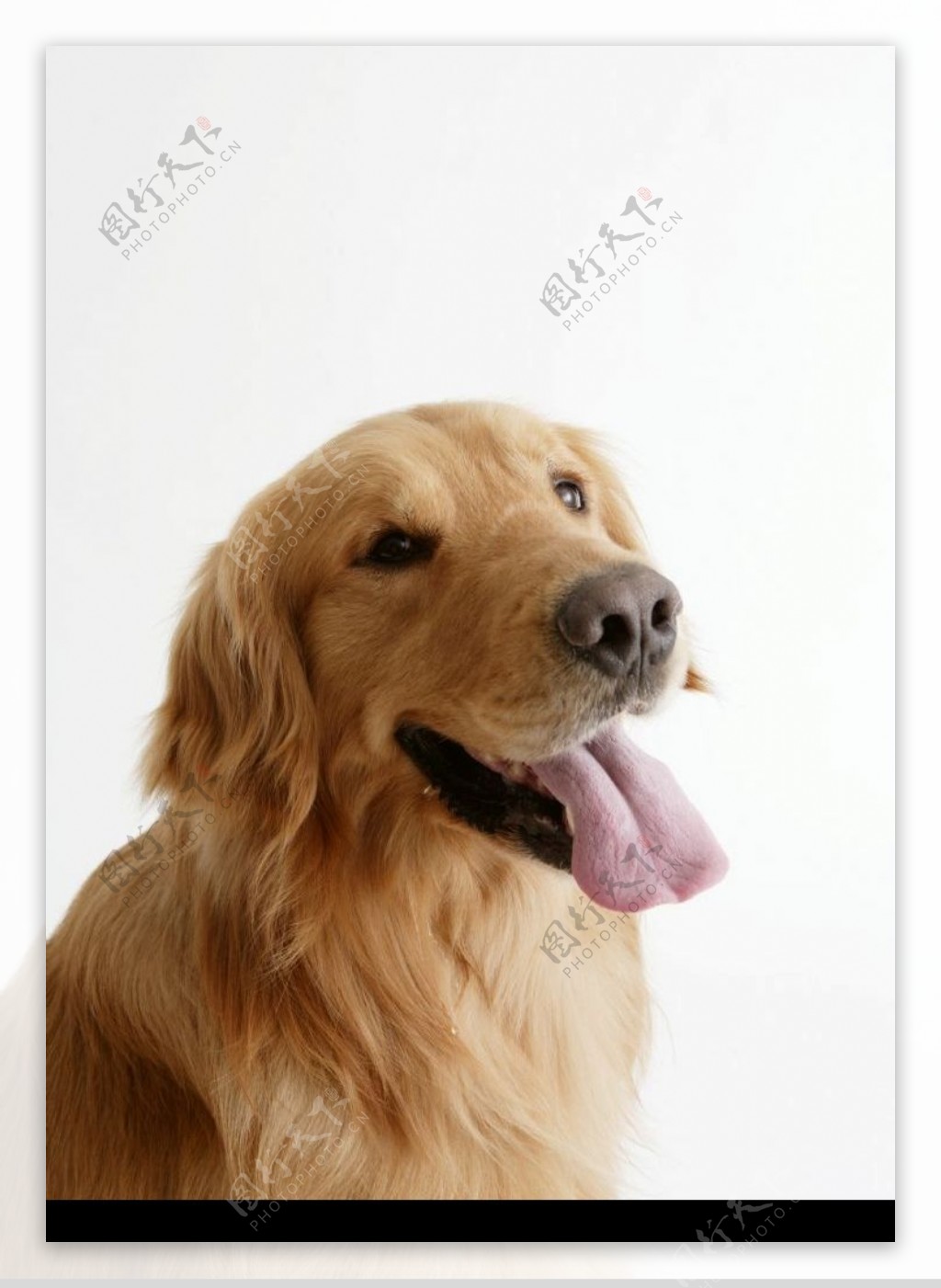宠物狗吐舌头图片