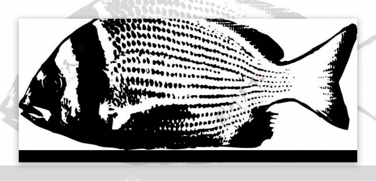 黑白鱼的图片