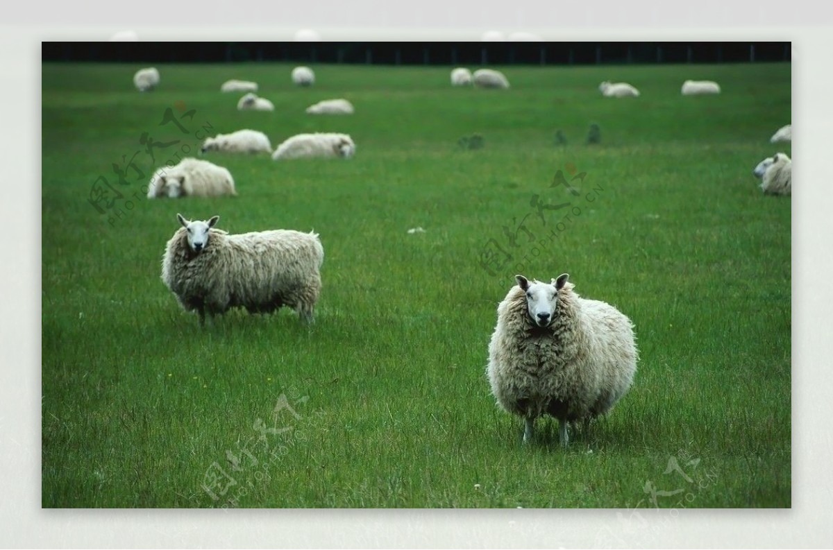 国内4类绵羊品种，产羔性能优于小尾寒羊，产奶性能良好