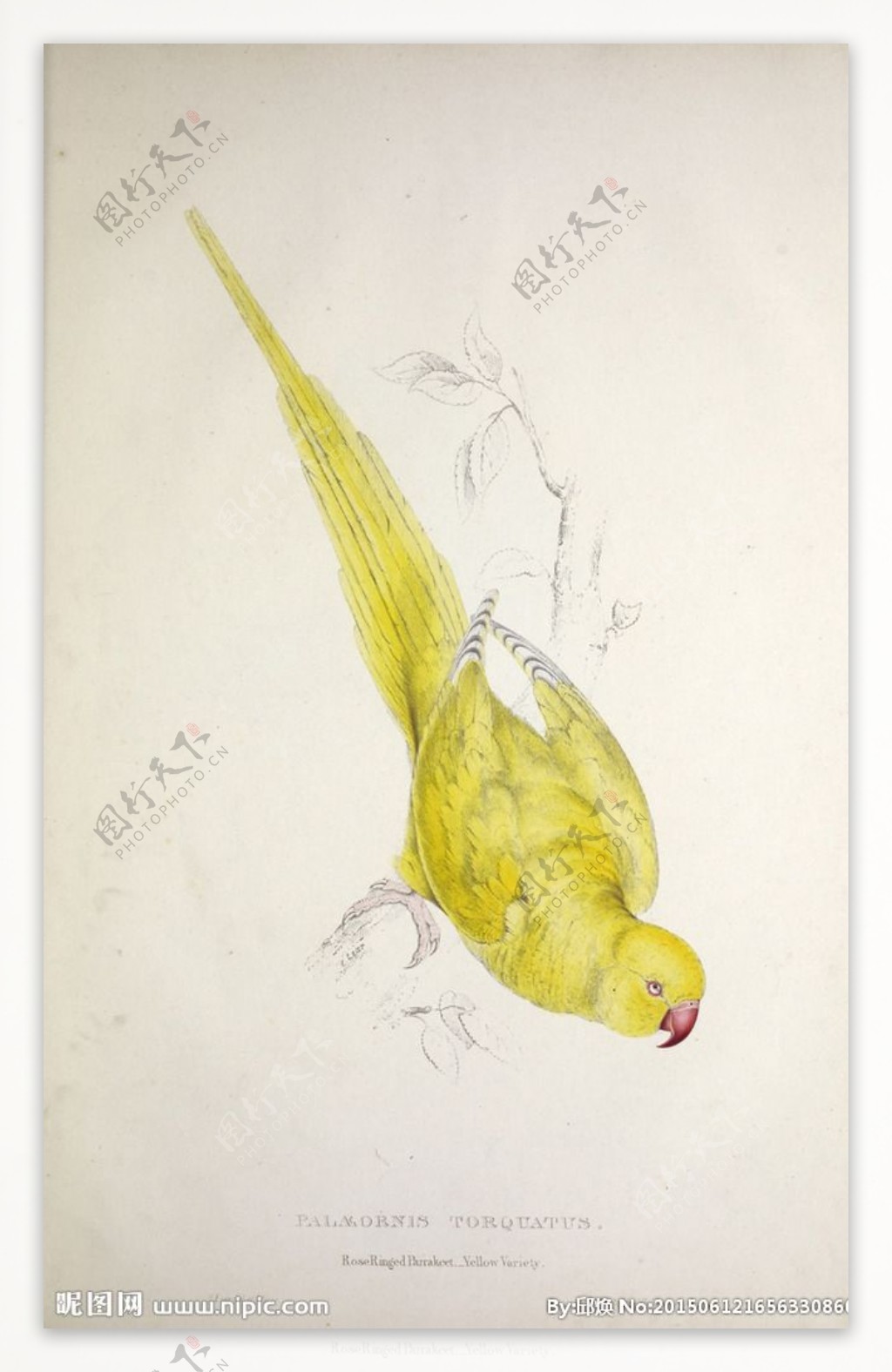 高清鸟类插画手绘鹦鹉装饰画图片