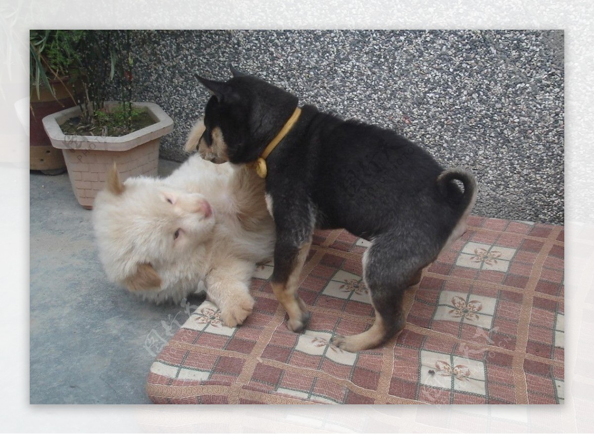 两只柴犬在打架插画图片素材_ID:382029261-Veer图库