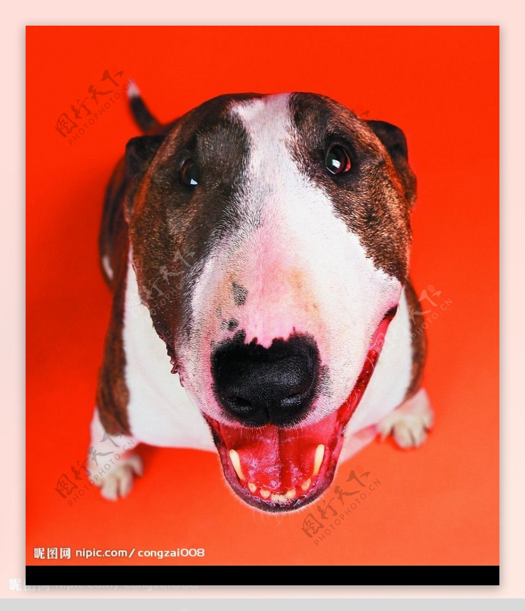 外国品种的狗图片素材-编号09975187-图行天下