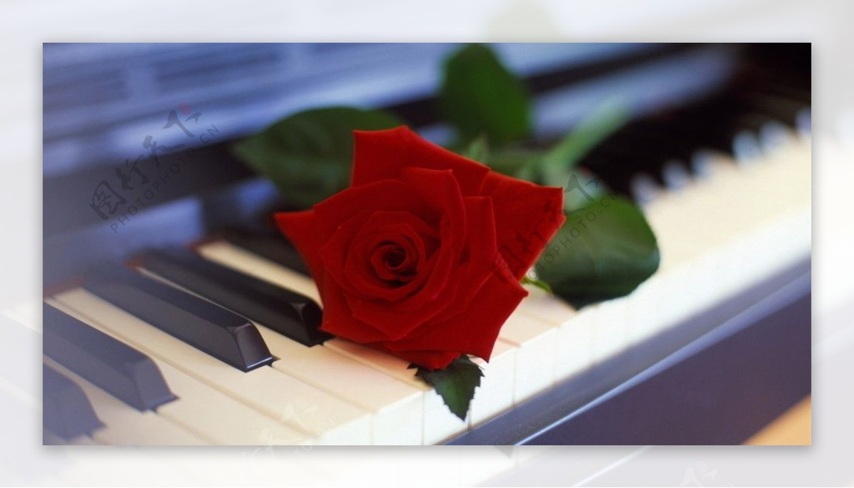钢琴上的玫瑰图片