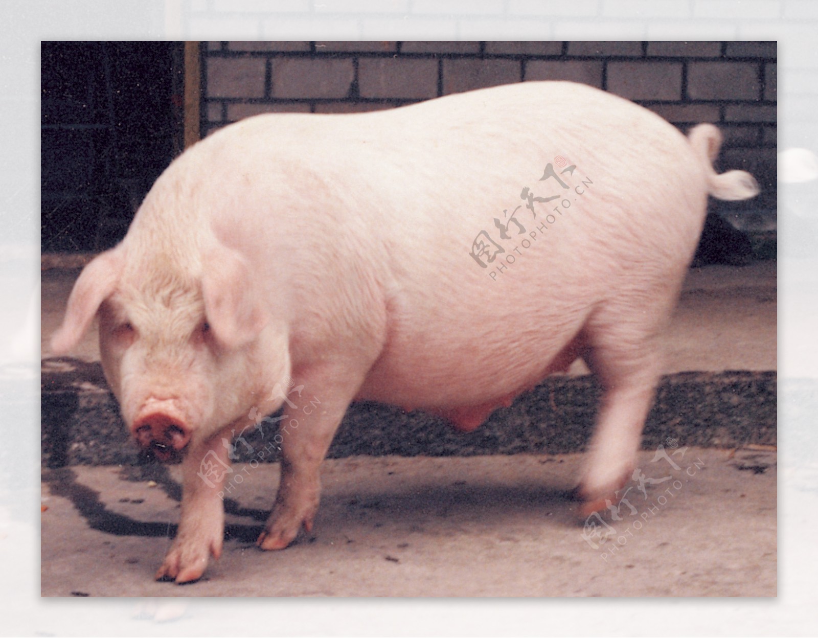 资深兽医站在猪场检查猪的健康状况照片摄影图片_ID:420511746-Veer图库