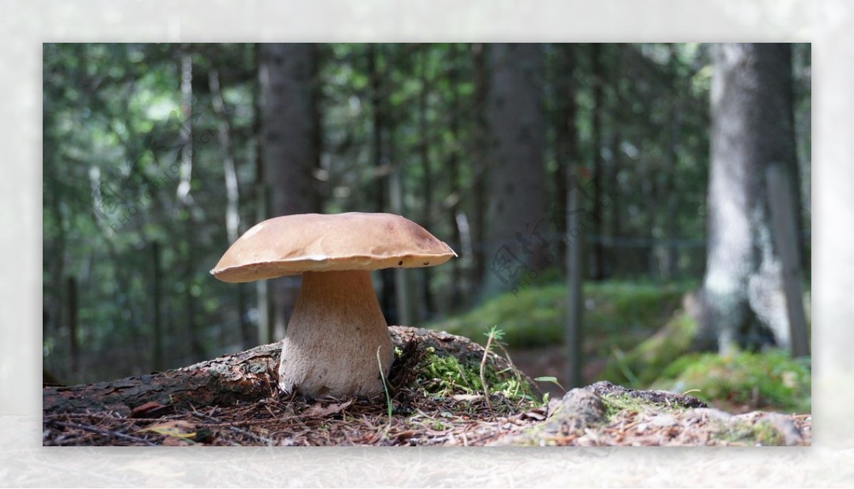 唯美蘑菇图片