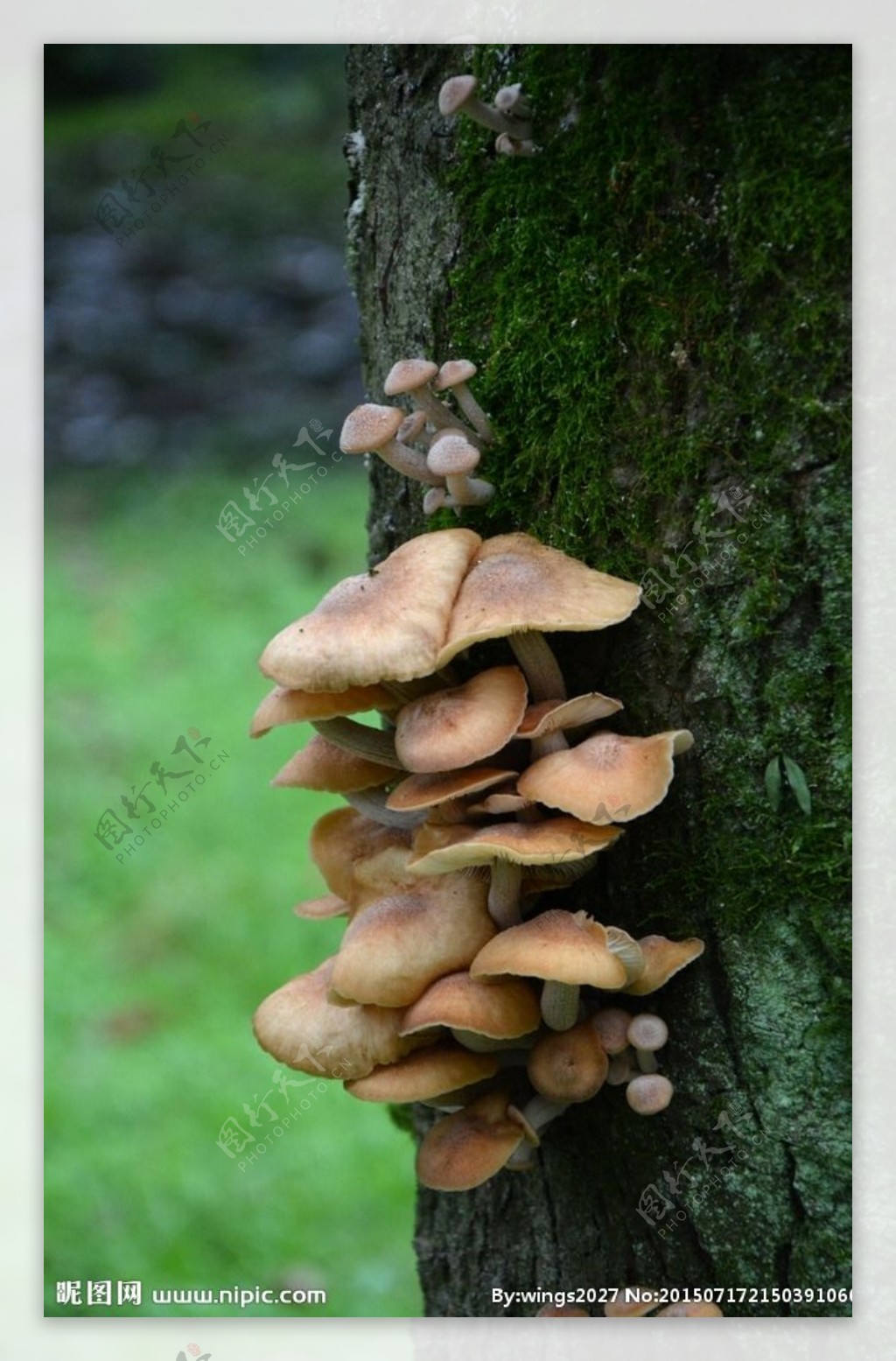 毒蘑菇野蘑菇图片