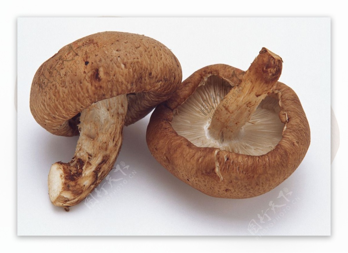 蘑菇菌类香菇图片