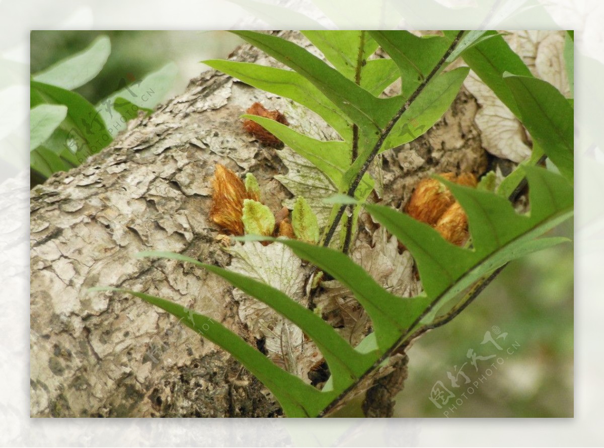 寄生在老樟树上的蕨类图片