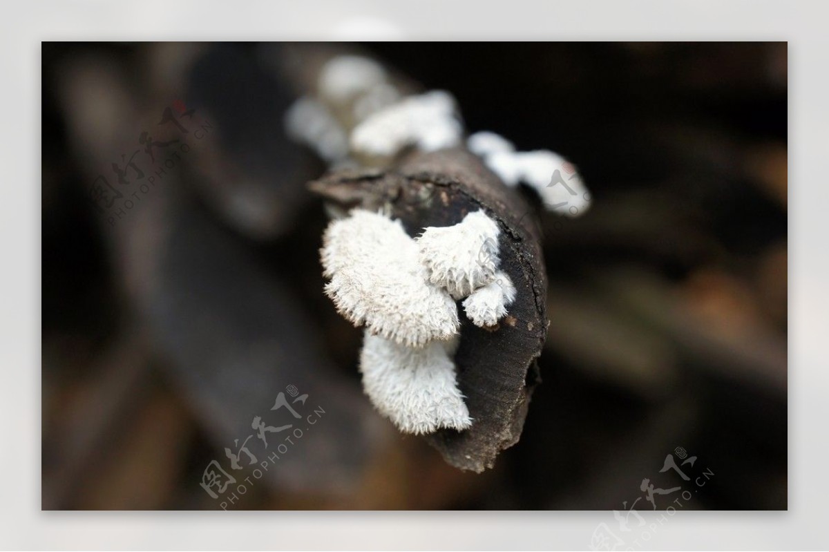 树菇图片