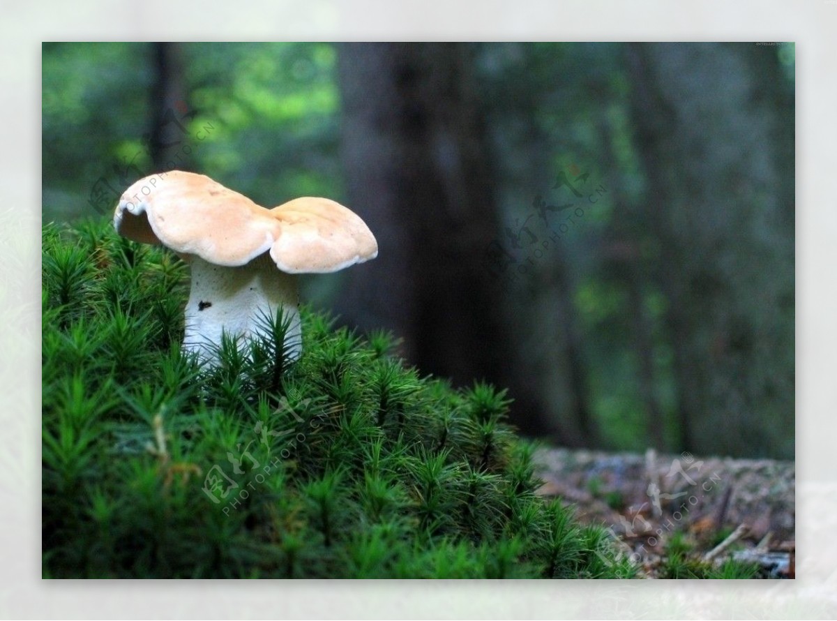 蘑菇有哪些种类 - 花百科