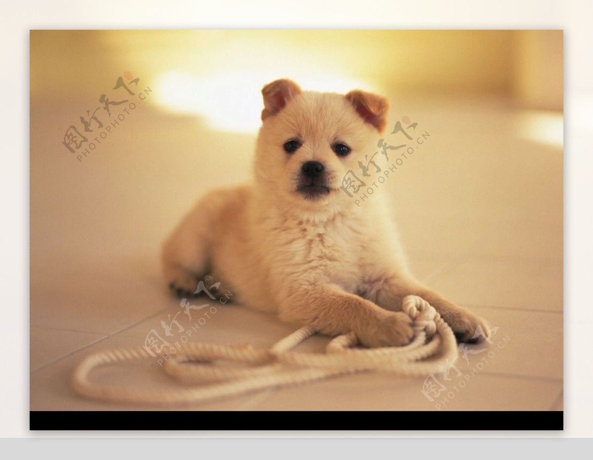 小狗玩绳子图片