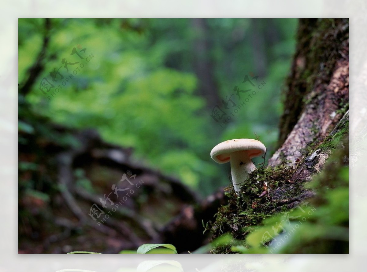 蘑菇|摄影|产品摄影|北淩 - 原创作品 - 站酷 (ZCOOL)