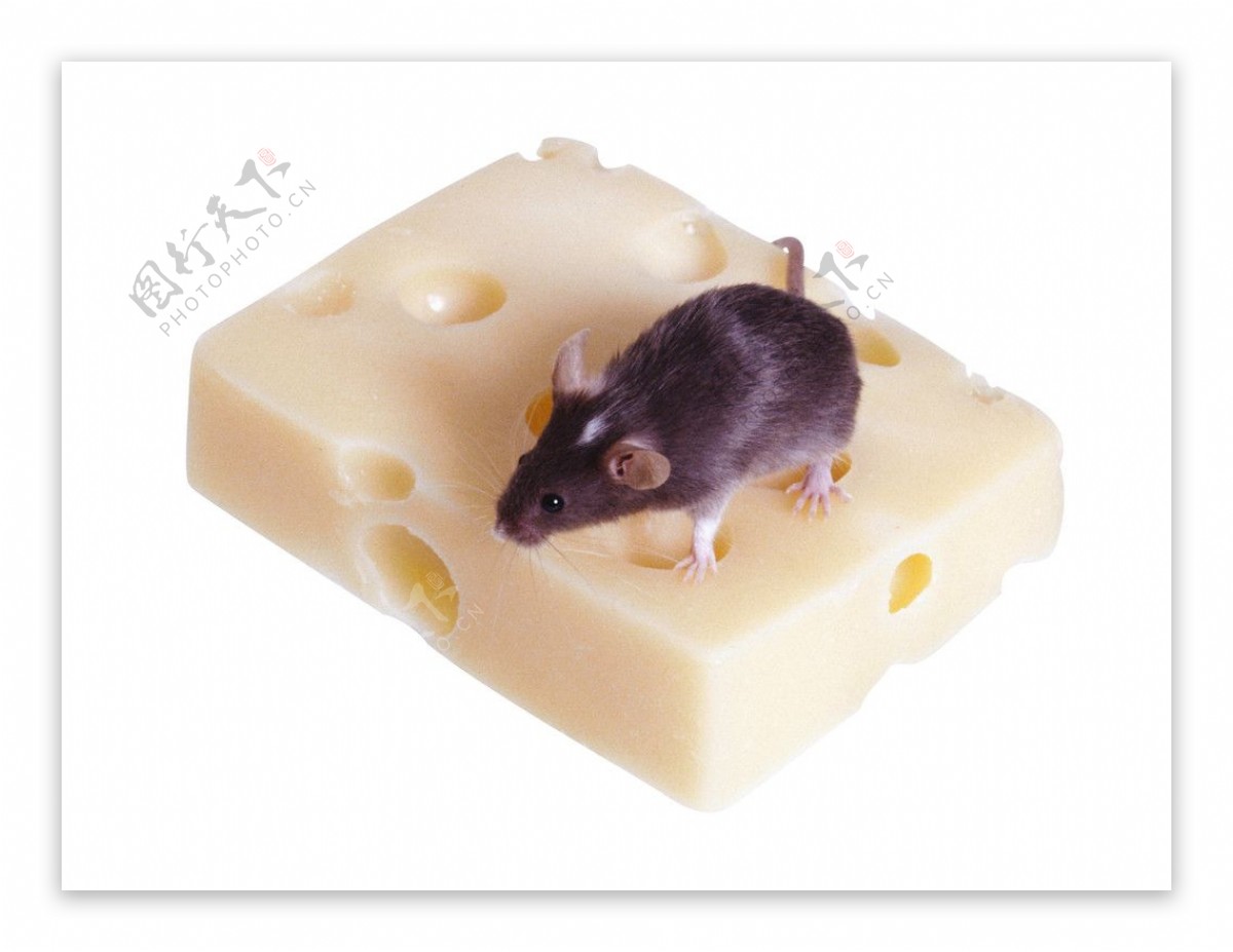 吃着奶酪的老鼠图片