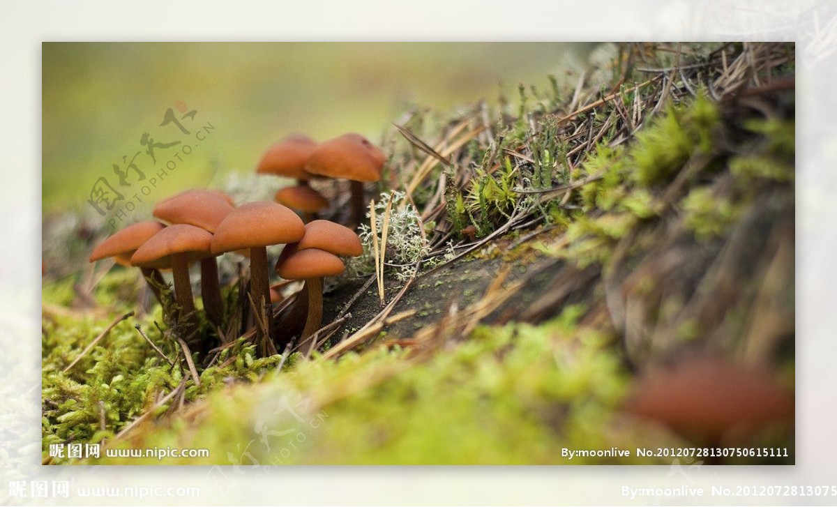 一小簇蘑菇图片