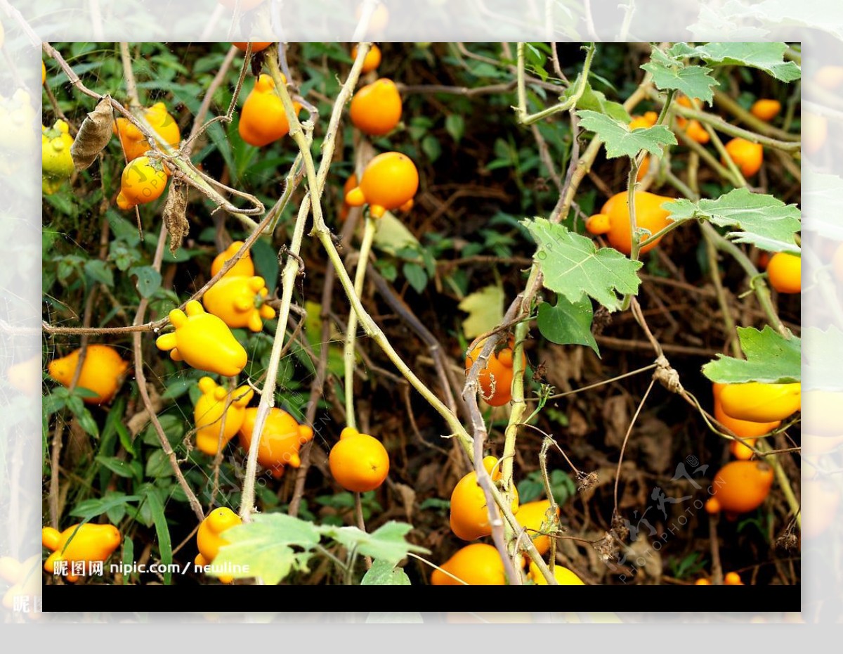五指茄黃橙橙的果子图片